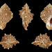 Bufonaria crumena - Photo (c) H. Zell, μερικά δικαιώματα διατηρούνται (CC BY-SA)