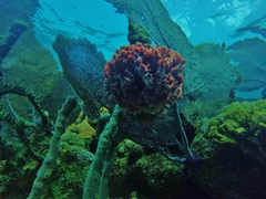 Monanchora arbuscula