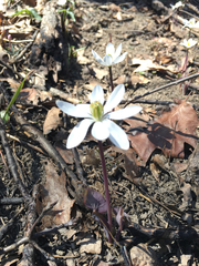 Jeffersonia diphylla