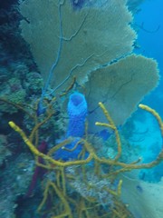 Callyspongia plicifera