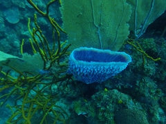 Callyspongia plicifera