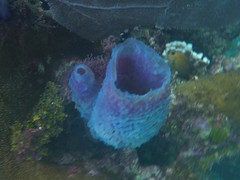 Callyspongia plicifera