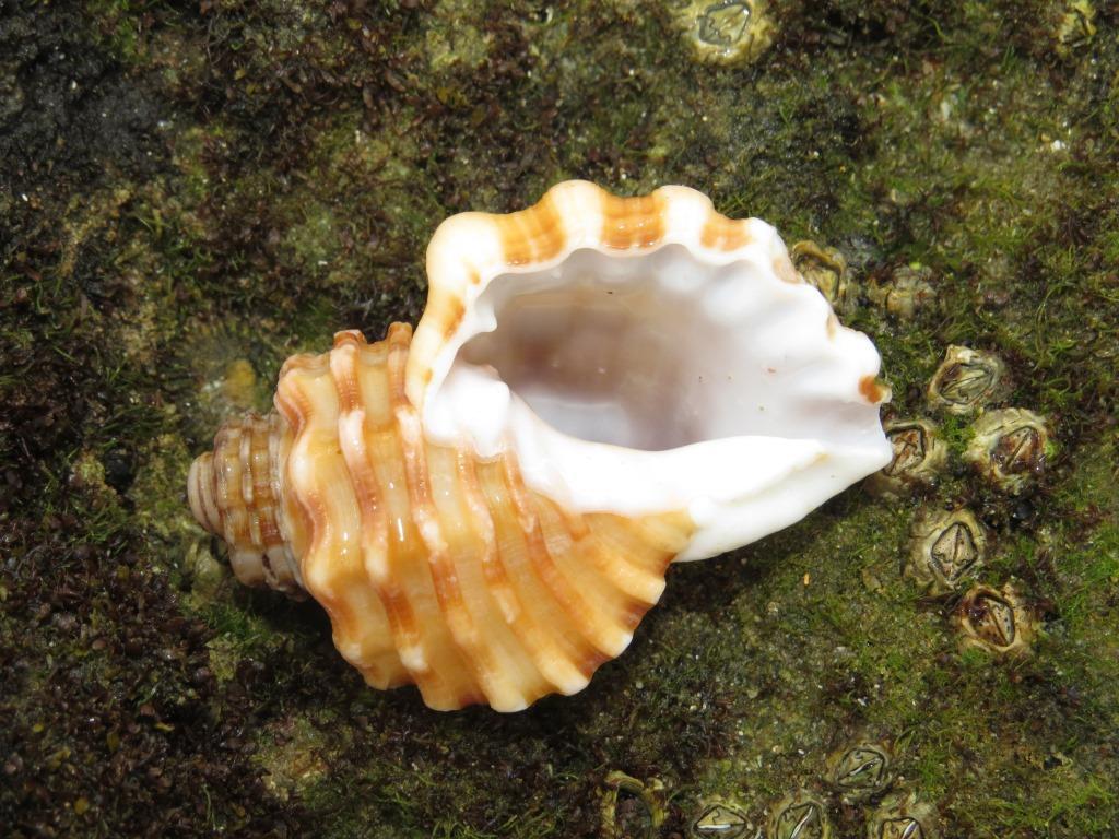 Cabestana