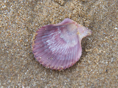 Mimachlamys asperrima