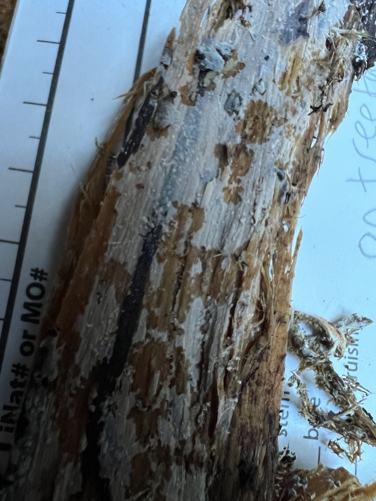 Neohypochnicium