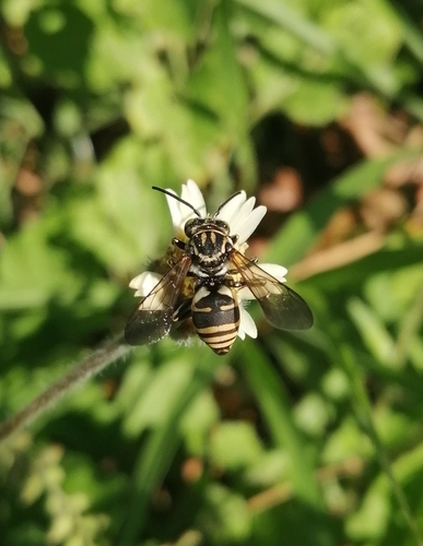 Triepeolus antiguensis
