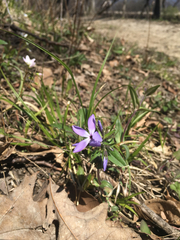 Phlox divaricata laphamii
