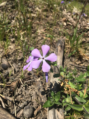 Phlox divaricata laphamii