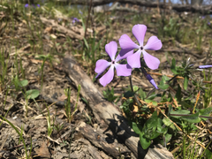 Phlox divaricata laphamii