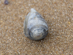 Conus anemone