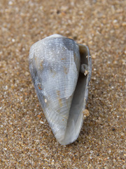 Conus anemone