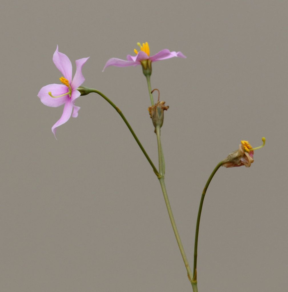 Dwarf Chiron from (South) Umzinyathi DC, South Africa on February 12