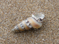 Batillaria australis