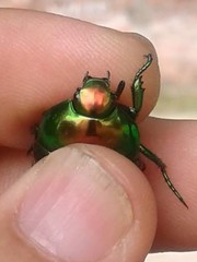 Calomacraspis splendens