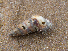Batillaria australis