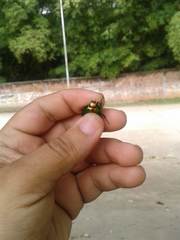 Calomacraspis splendens