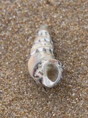Batillaria australis