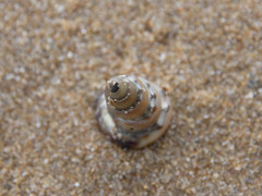 Batillaria australis