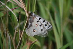 Parnassius phoebus