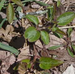 Clematis
