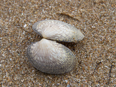Katelysia rhytiphora