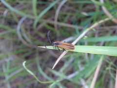Trichalus ampliatus
