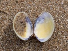 Katelysia rhytiphora