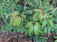 Cissus hypoglauca