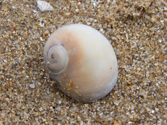 Neverita didyma
