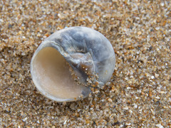 Neverita didyma
