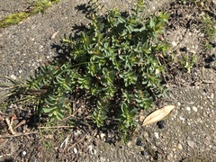 Hypericum perforatum