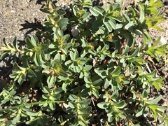 Hypericum perforatum