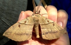 Chelepteryx chalepteryx