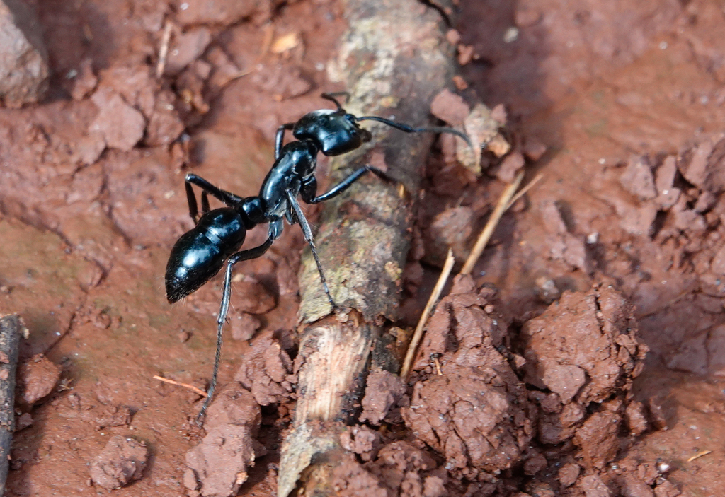 Dinoponera grandis from Iguazú Department, Misiones Province, Argentina ...