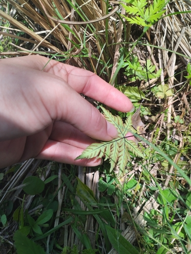 Image of Doryopteris concolor by (c) Agustina Medina, some rights reserved (CC BY)