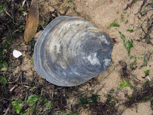 Southern Flat Oyster, photo 4 of 10