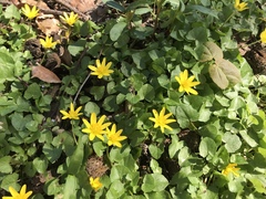 Ficaria verna