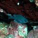 Peruvian Chromis - Photo (c) Billy Bensted-Smith, some rights reserved (CC BY-NC), uploaded by Billy Bensted-Smith