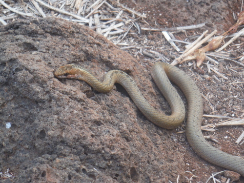 Photo of a Santa Cruz Racer (Pseudalsophis dorsalis)