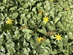 Ficaria verna