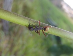 Camponotus suffusus