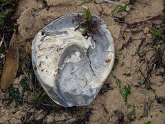 Ostrea angasi