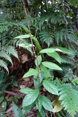 Image of Passiflora macdougaliana