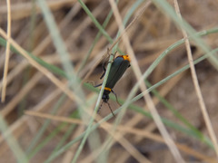 Chauliognathus lugubris
