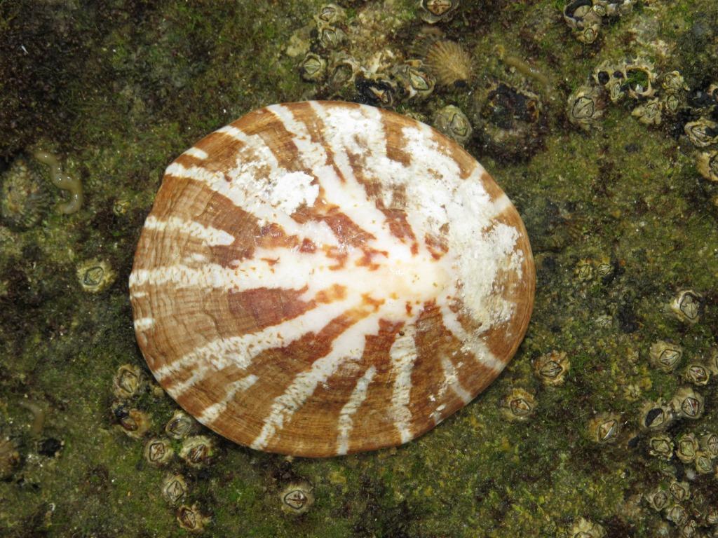 Giant Pinkray Limpet