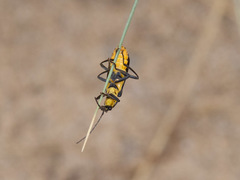 Chauliognathus lugubris
