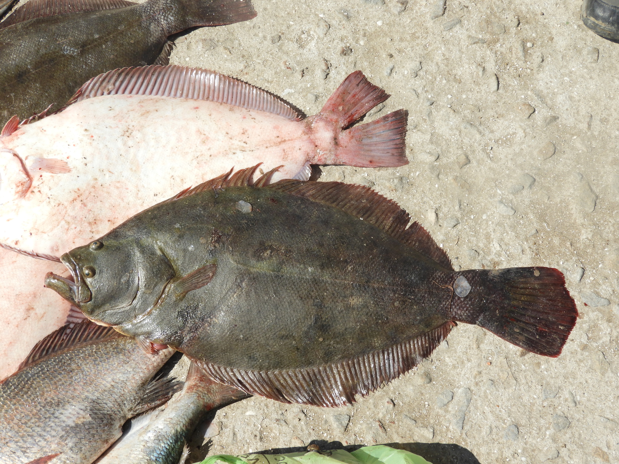 Brazilian flounder (Paralichthys orbignyanus) · iNaturalist