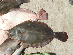 Brazilian Flounder photo 1
