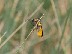 Chauliognathus lugubris