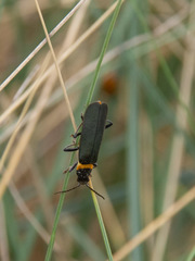 Chauliognathus lugubris